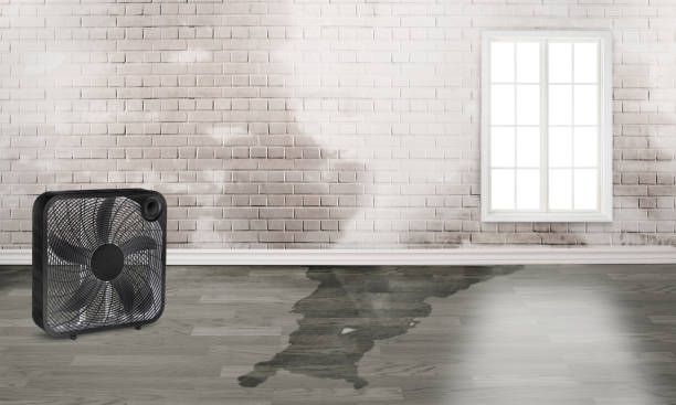 Best Ceiling water damage repair  in Coral Gables, FL